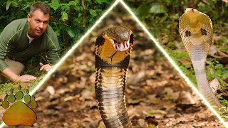 COBRA CREATURE  POWERS | King Cobra vs Spectacled Cobra