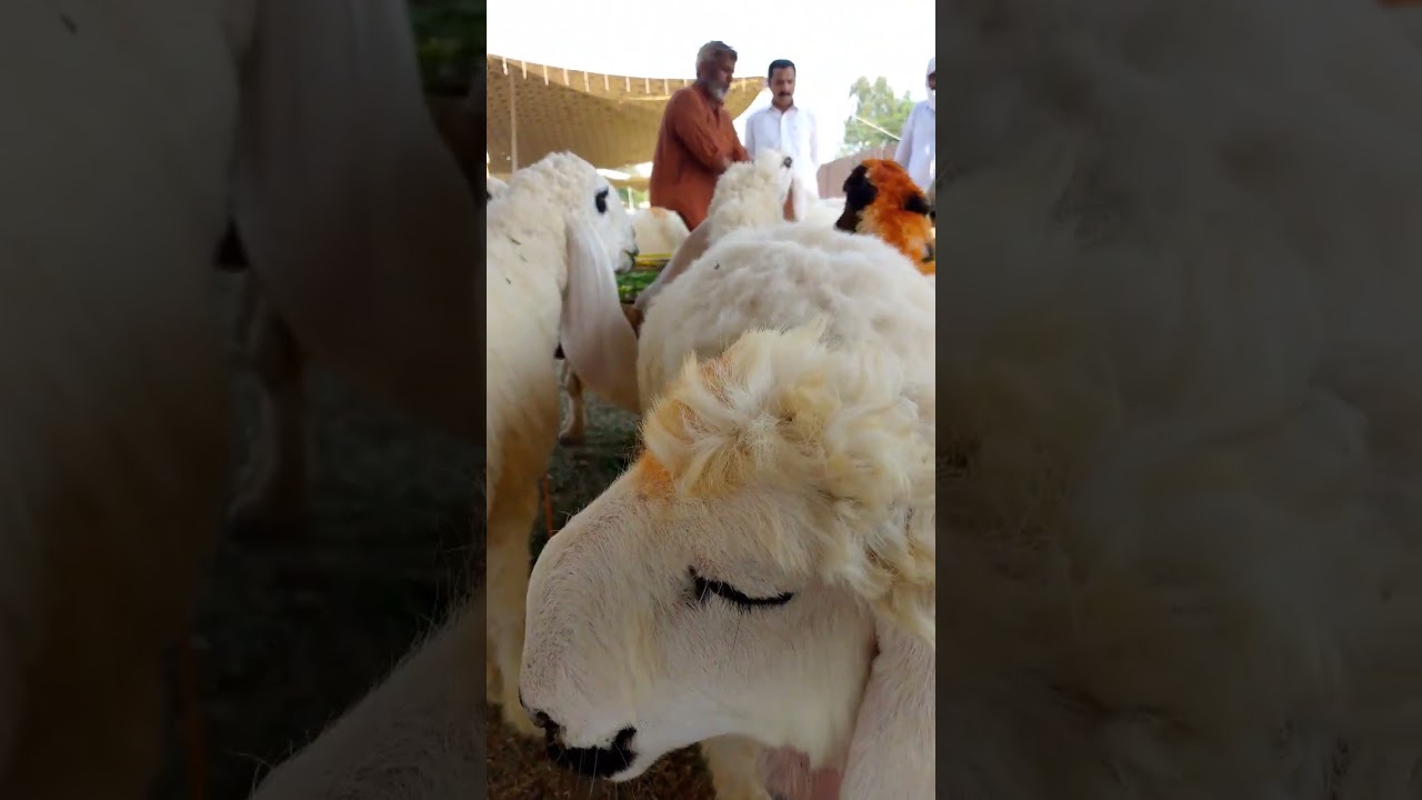 Beautiful Goat Eid First Day 