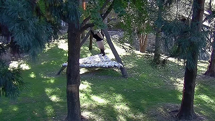 #DCPandas: Let the Good Times Roll, Bao Li and Qing Bao!