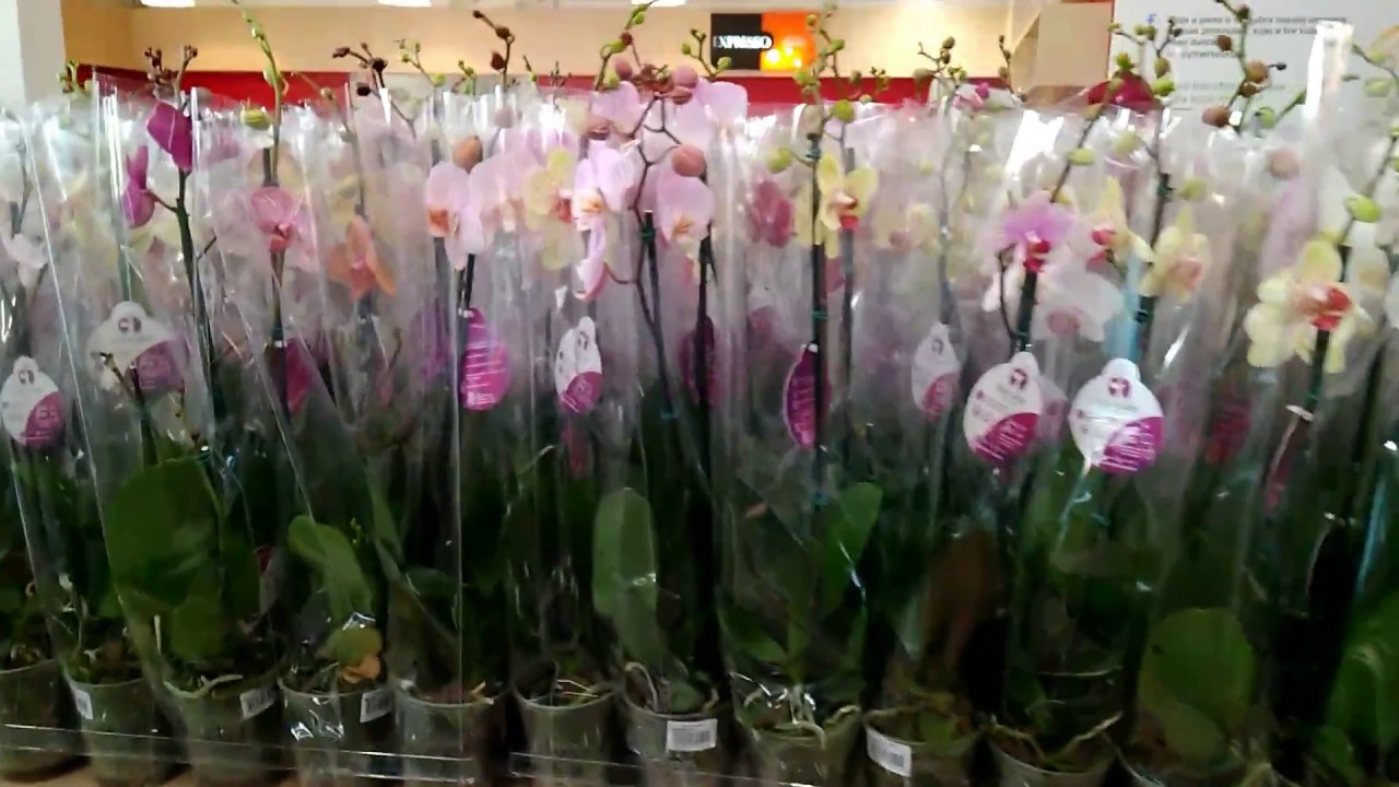 Orchids in Leroy Merlin Promotion in Taubaté! - thptnganamst.edu.vn