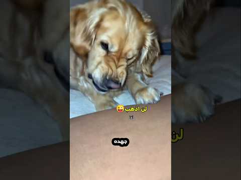 الكلب يريد طرد الحشرة لكنها ترفض