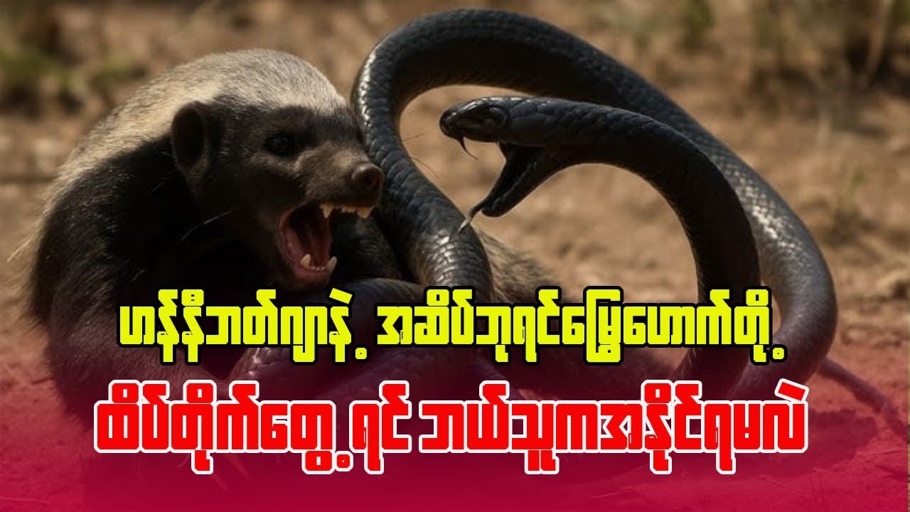 ဟန်နီဘတ်ဂျာနဲ့ အဆိပ်ဘုရင်မြွေဟောက်တို့ ထိပ်တိုက်တွေ့ရင် ဘယ်သူနိုင်မလဲ