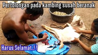 CARA MENOLONG KAMBING SUSAH BERANAK