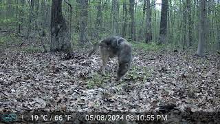 Our Backyard Animals Trail Camera Videos - Coyote encounters, raccoon, possum and a murder of crows