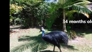 Growth of Peanut the Cassowary hatched Nov  2012