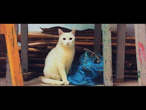 Творимо у&nbsp;Пятерні або: діти, фарба та&nbsp;коти!