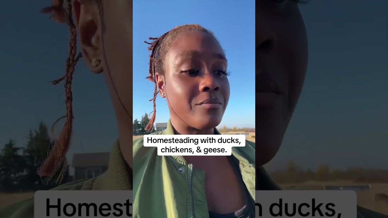 Choosing your flock for your homestead. 