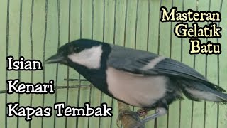Masteran Gelatik batu gacor istimewa