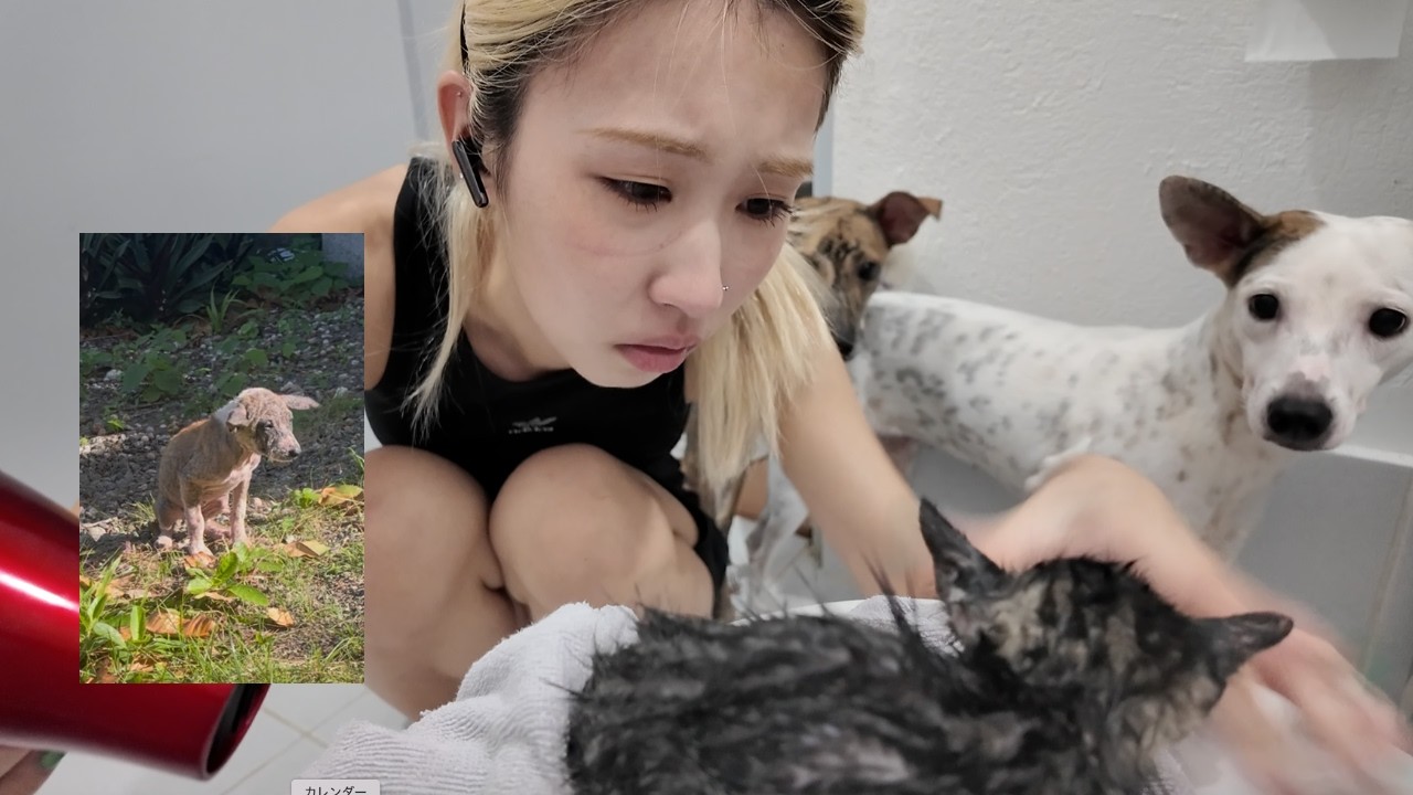 フィリピンで子猫とボロボロの子犬を保護した