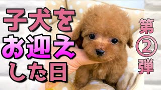 続・極小子犬がやってきた  犬の赤ちゃん映像大放出【癒し】