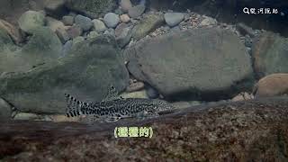偏好瀨區活動的生物－溪鱧和纓口台鰍如何穩住自己 