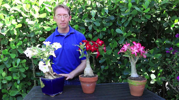 How to Grow Desert Rose - DayDayNews