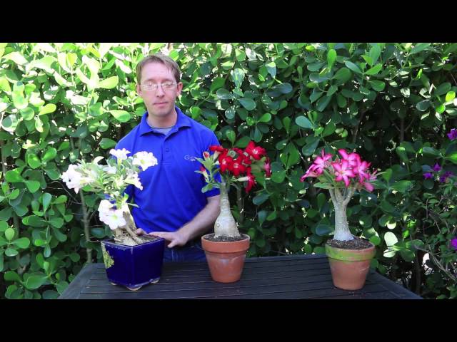 Desert Rose Dying? 11 Helpful Tips to Grow Adenium obesum