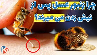 اسرار نهفته در نیش زنبور عسل - KABUL ONE