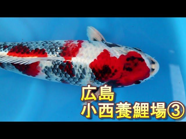 小西養鯉場③ 金昭和、からし、ドイツからし - YouTube