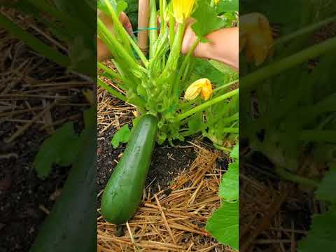 ቪዲዮ: የ Crookneck Squash ምንድን ነው - በአትክልቱ ውስጥ የሚበቅል ክሩክ አንገት ስኳሽ