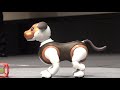ソニー「aibo」、限定カラー“チョコエディション”＆新サービス「aiboのおまわりさん」登場！