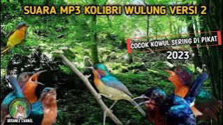 suara pikat burung Kolibri Wulung MP3 yg sangat memikat 💯 ampuh