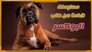 معلومات هامة عن كلاب البوكسر || Boxser dog