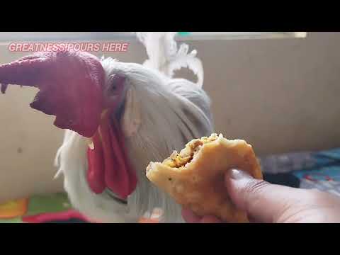 سر مصار   ویدئوی رسمی