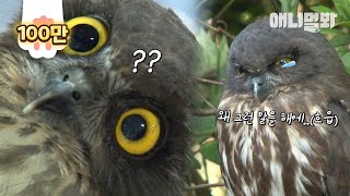 "Go Back To Where You Were" Hawk Owl Cries Over Dad's Upsetting Words