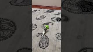 Çapkın Kış Kış Cinler Kış Kış