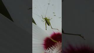 Katydid crawls out of Hibiscus flower