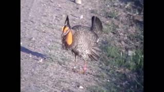Attwater's Prairie-Chicken booming