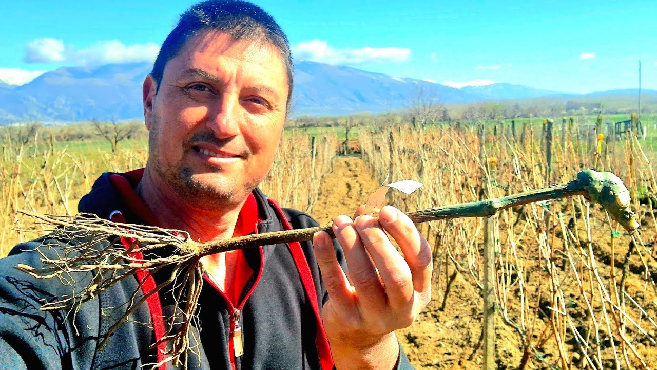 Посадка и Уход за Виноградом - Как Быстро Вырастить Виноград Дома (RU-SUB)