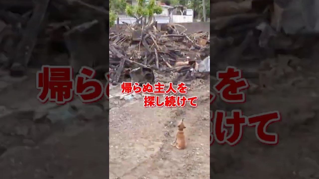 待ちわびて・・・　　　　　　 #犬 #動物 #感動する話 #ショート