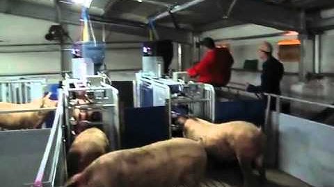 ROMANIA, Nedap Velos 3 500 sows