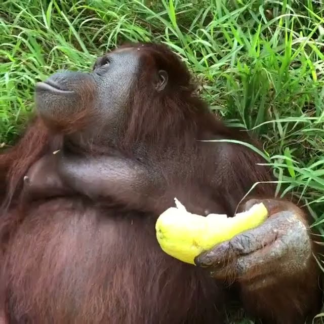 Orangutan Eats Fruit.