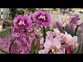 Обзор орхидей осень 2020 в магазине ОБИ с ценами