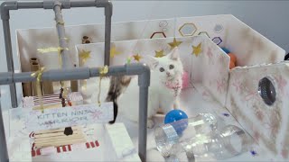 Baby Cats Reaction to Playing My DIY ' Warrior Ninja Game ' | Pet World DIY for Little Kitten