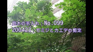 No 099 モミジとカエデの剪定 0423 Youtube No 099 モミジとカエデの剪定 0423 Youtube