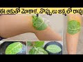 Jilledu Aaku For Knee Pains Amazing Health Benefits Of Jilledu Leaves NHC