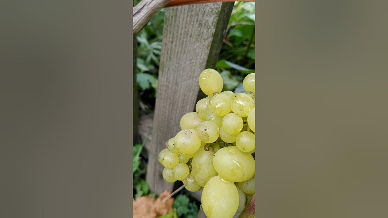 Виноград Водограй Uvas, Frutas