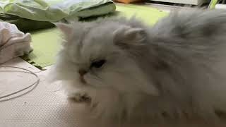 寝起きのまだまだ眠たい猫さん by レンヂ(猫)の動画 197 views 2 months ago 30 seconds
