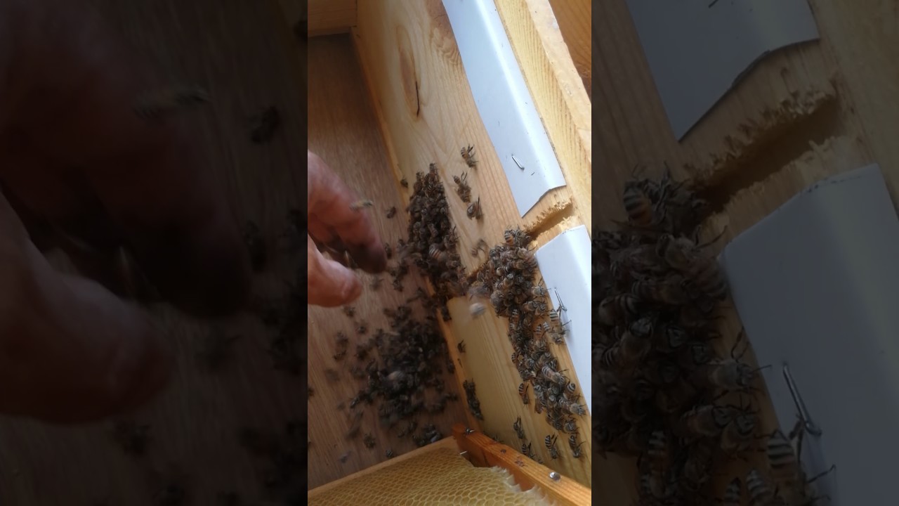 سحب كامل الحصنه من الخليه(40)