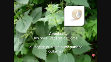 Quelles plantes sont allergisantes ?