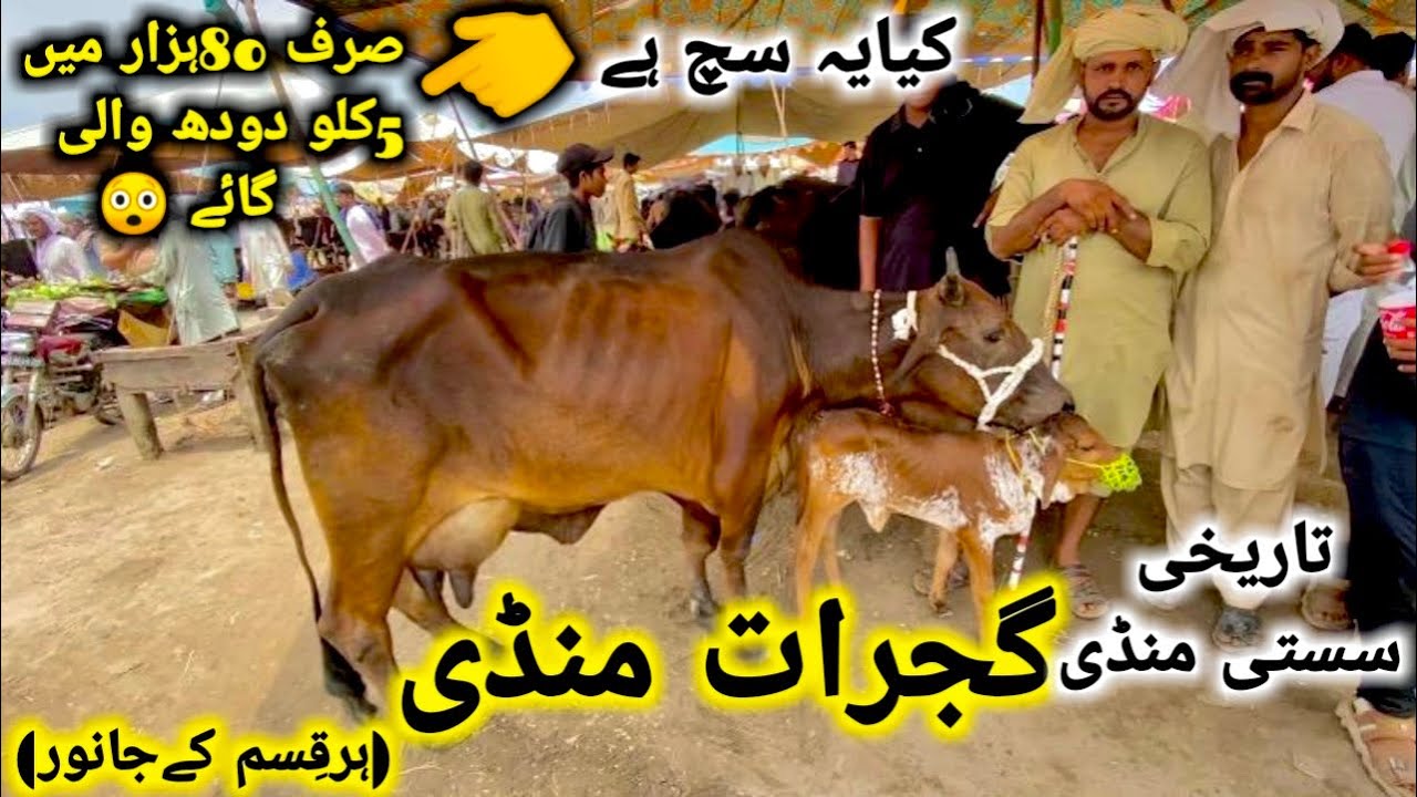 گجرات منڈی سستی ترین منڈی توکڑجانور || گائے کا ریٹ سُن کر آپ خیران ہو جائے گے || Gujrat mandi update