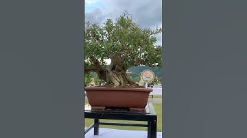 Cây bonsai đặc biệt quý-@anhbayxunau # cây cảnh
