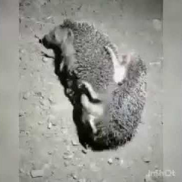 Tasodifiy yigit ormonda jinsiy aloqani suratga oldi. Pornoda super