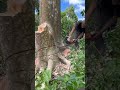 felling red sengon trees with branches from below turns out to be difficult to fell