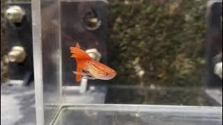 Guppy Albino Snake Skin Red Tail Ribbon