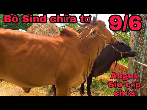 9/6 Út báo giá cặp bò chữa loại 1 9/6 Út báo giá cặp bò chữa loại 1
