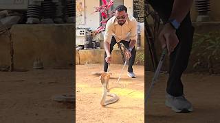 Cobra Snake Rescue