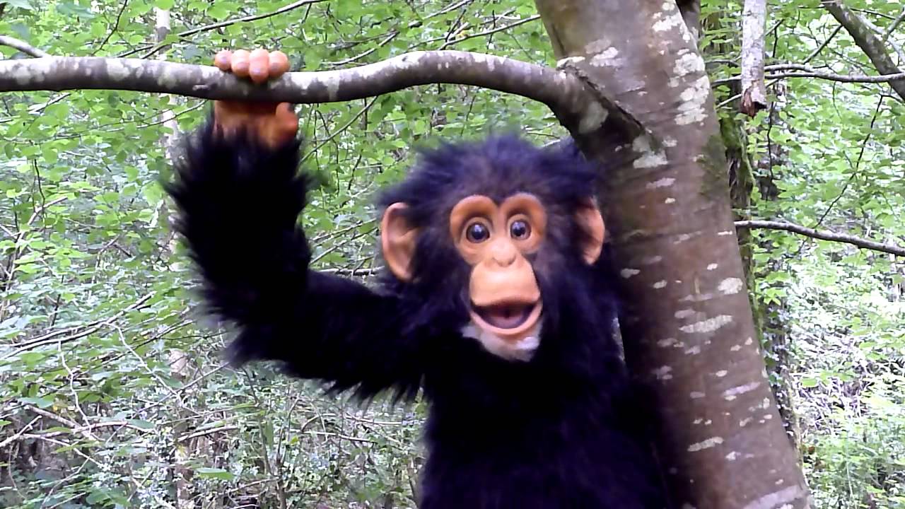 Amazing talking Chimp - talking animals