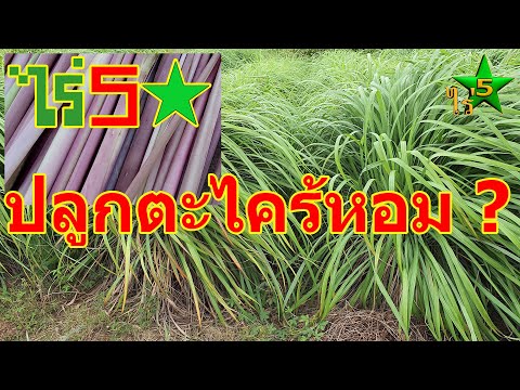 วีดีโอ: การปลูกหญ้าตะไคร้หอม - เรียนรู้เกี่ยวกับพืชหญ้าตะไคร้หอม