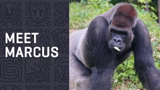 Meet Marcus the SILVERBACK